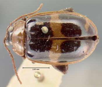 Media type: image; Entomology 19177   Aspect: habitus dorsal view